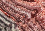 Polished Snakeskin Jasper Section ( lbs) - Western Australia #64787-3